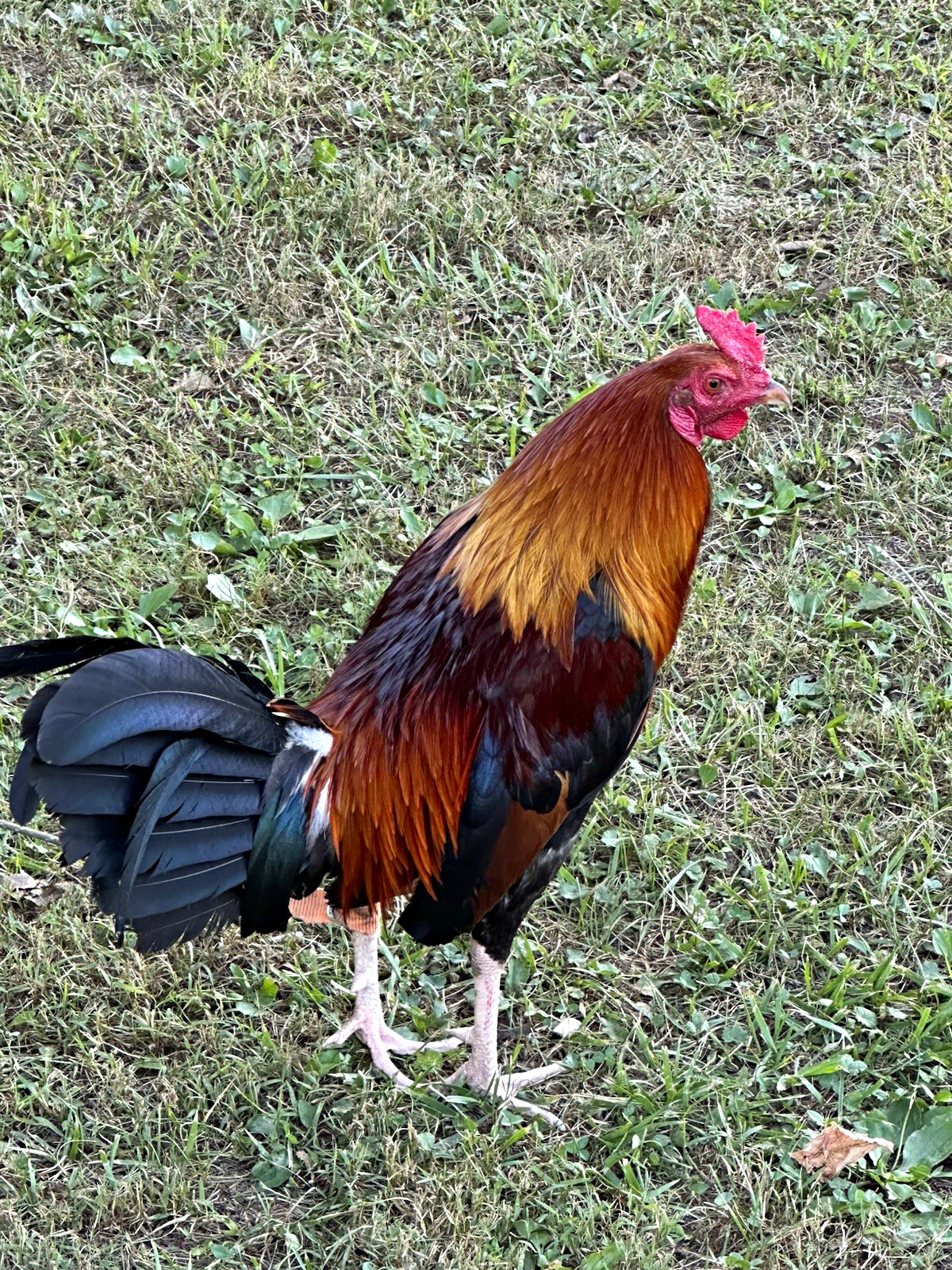 Chicken Rooster Photo - Rooster Chicken Photo
