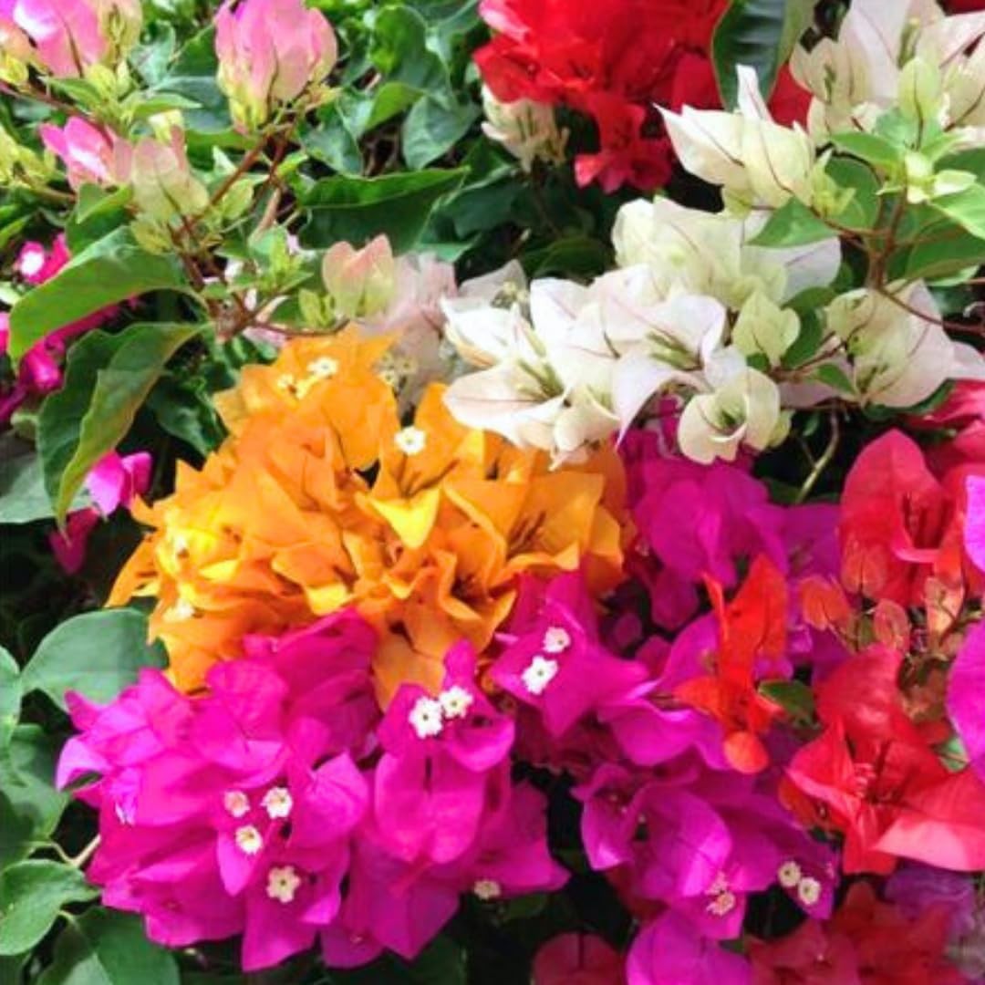 2 Mixed Bougainvillea Plants Live 4-8 Inch Tall, Flowering Vine