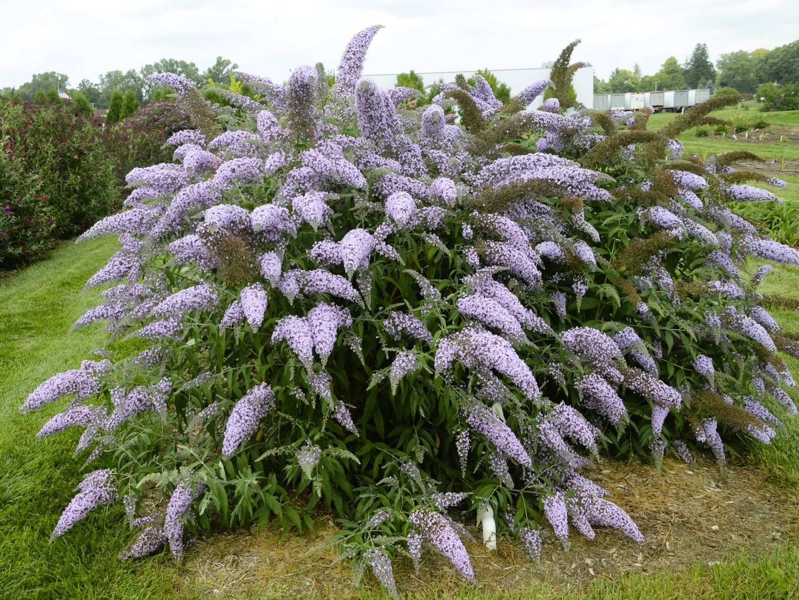 Live Grand Cascade BUTTERFLY BUSH Plant + BUDDLEJA Davidii - [Pint Pot]