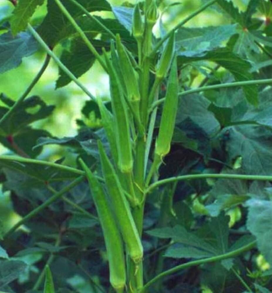 Emerald Okra Seeds, Velvet, 2oz (about 1000 Seeds) , 