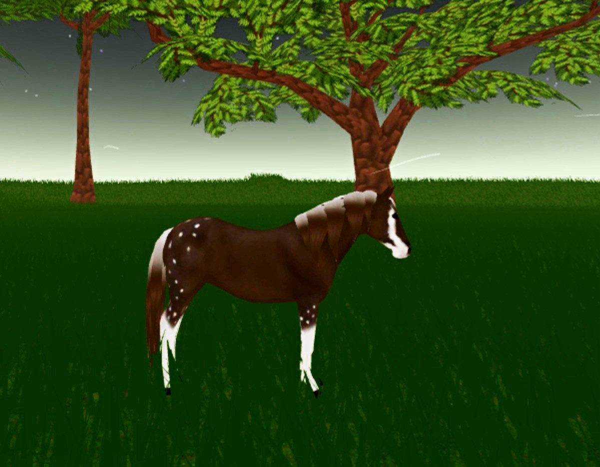 Wild Horse Islands THROWBACK EVENT HORSE / Hot Coco Musty