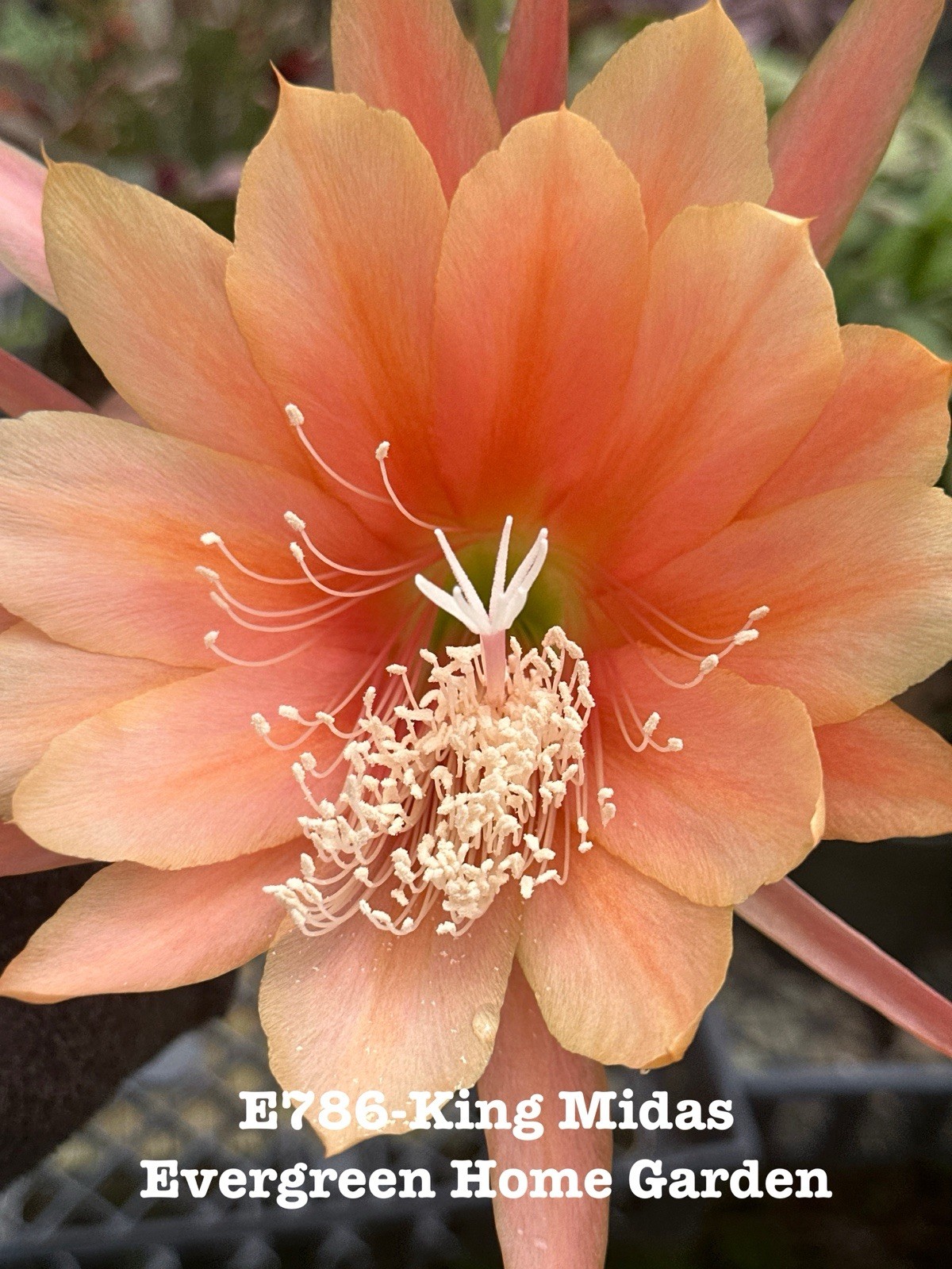 Rooted Epiphyllum Orchid Cactus “King Midas’ Growing In 4” Starter Pot.