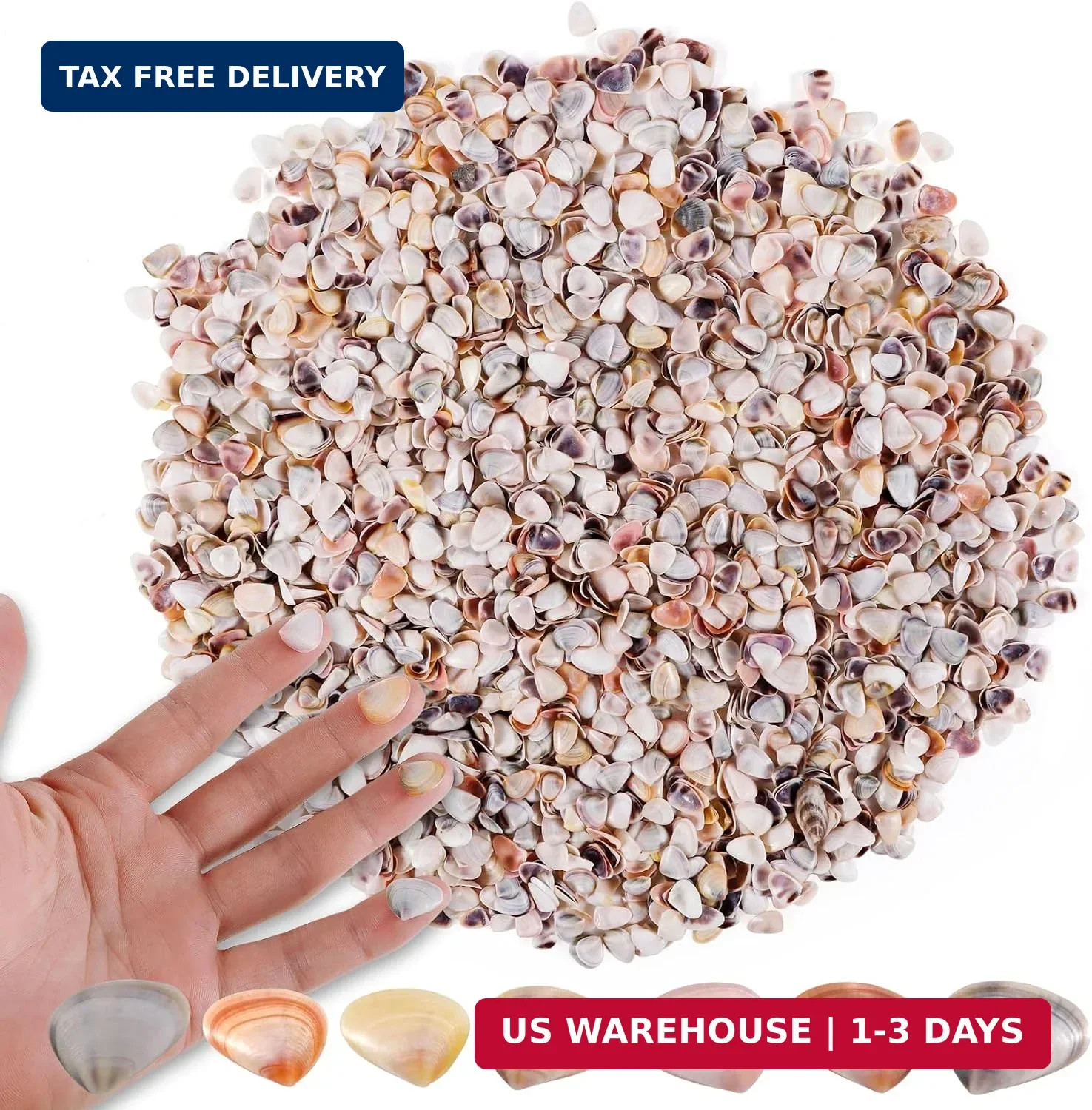 1000 Pcs Natural Tiny Small Sea Shells Colorful Clam Shells for DIY Craft, Jewel