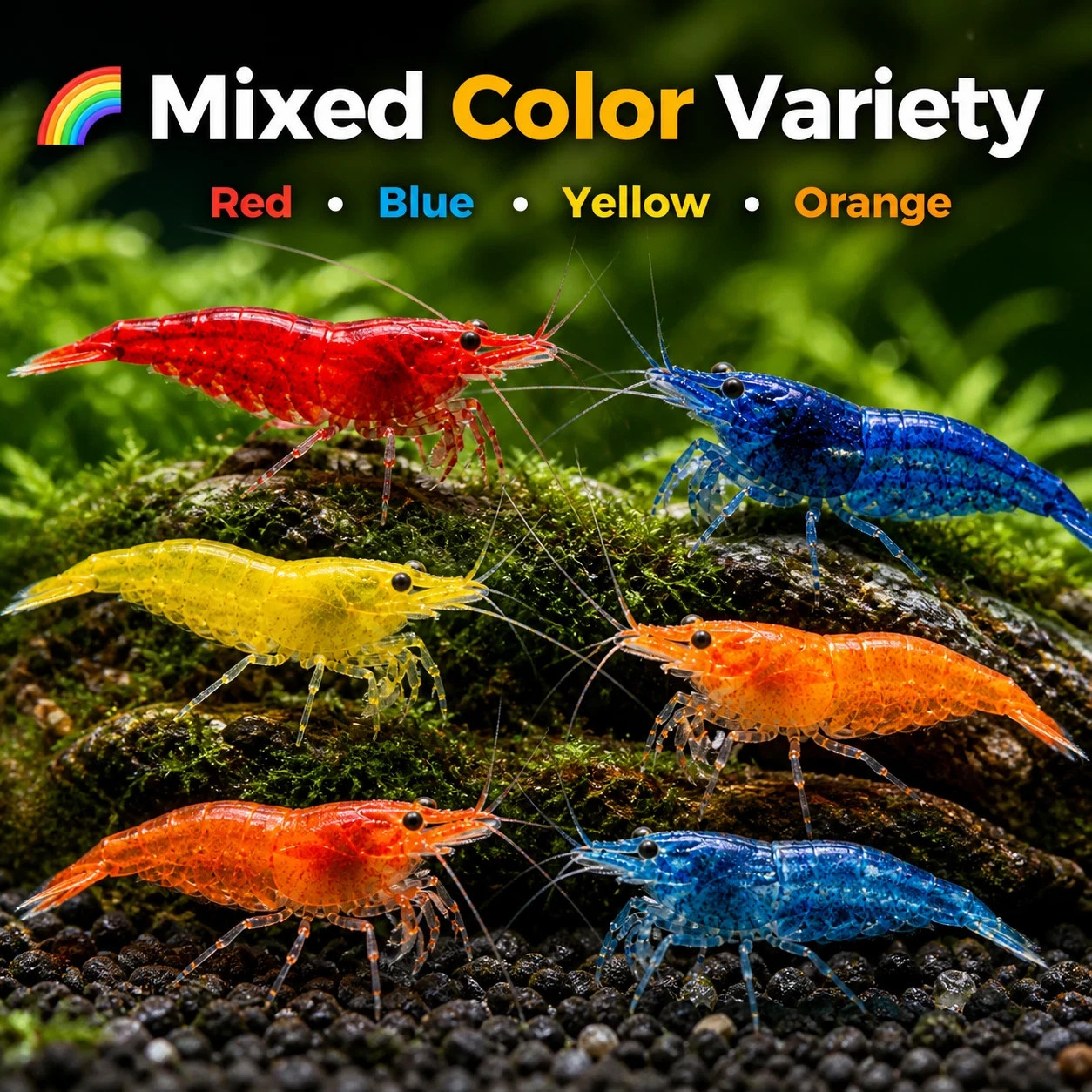 40 Mixed Freshwater Neocaridina Aquarium Shrimp Live Guarantee USA