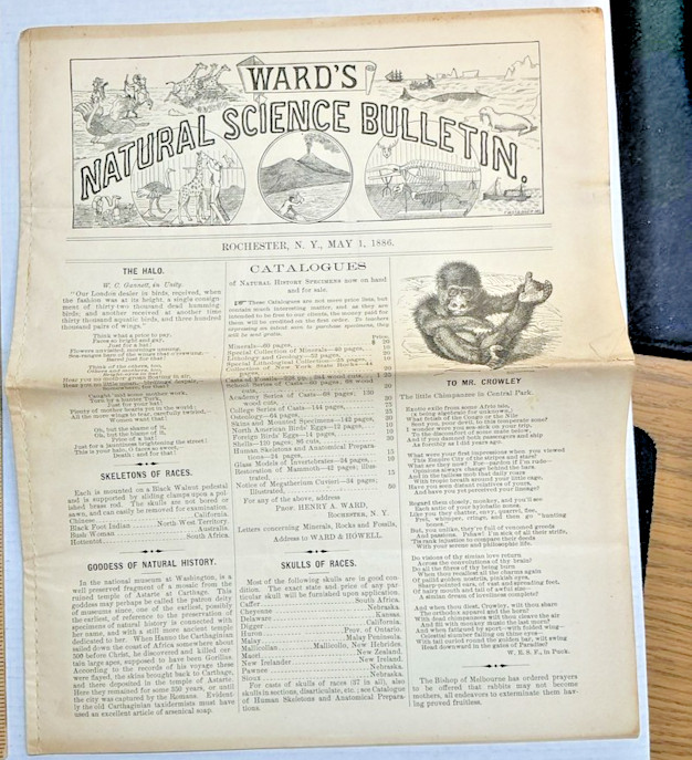1886 Wards Natural Science Bulletin Rochester NY Crowley Chimpanzee Herbarium