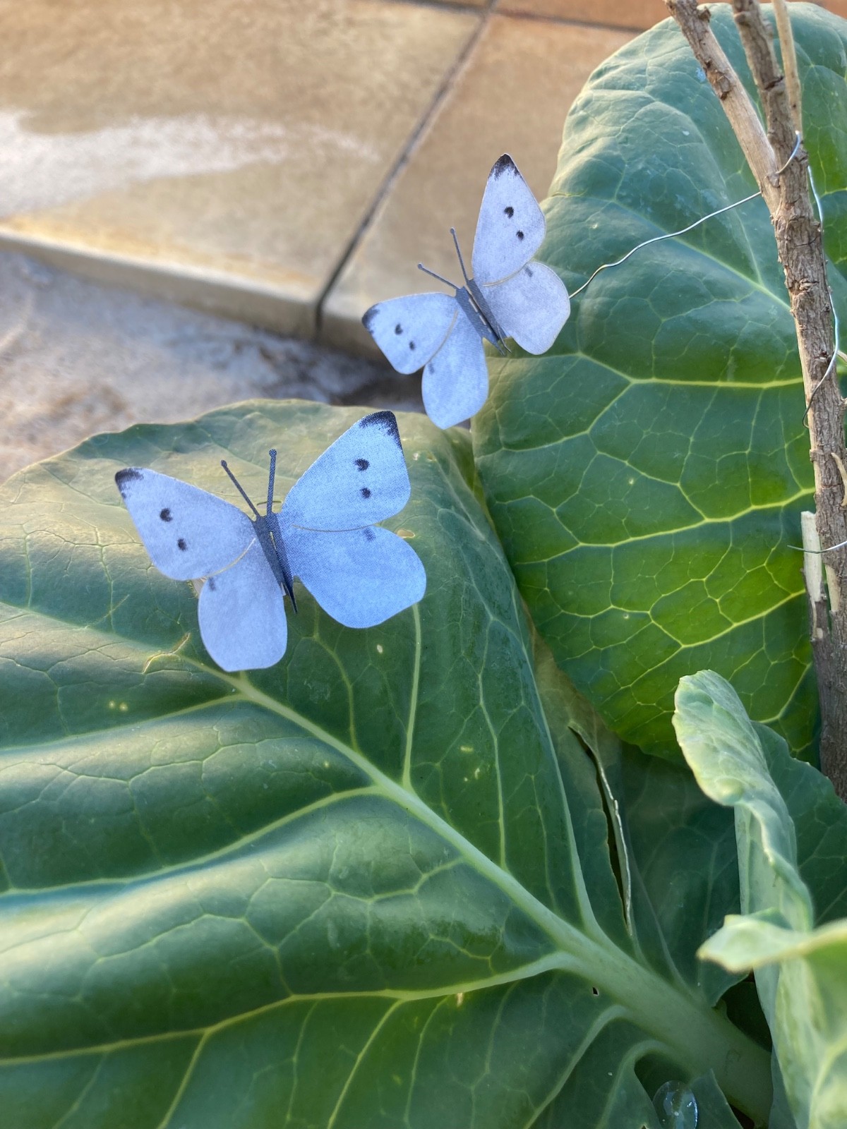 27 pack cabbage white butterfly decoys,plastic free,waterproof & wind fluttering