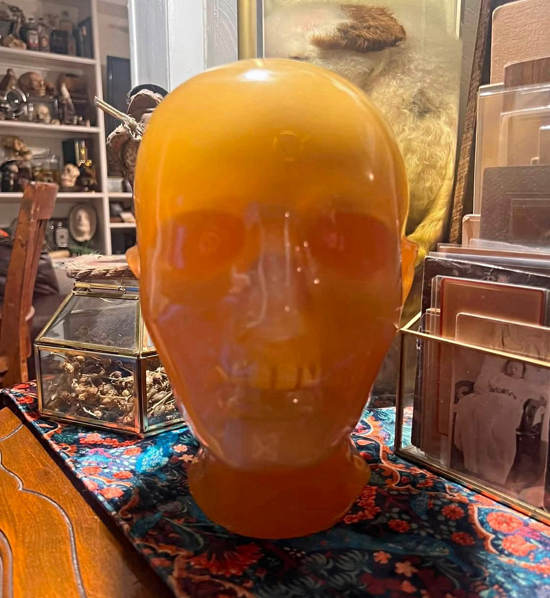 VTG Xray Phantom Human Skull osteology oddities medical antique 