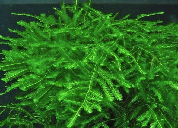 🌿JAVA MOSS 🌿 🌿JAVA MOSS 🌿