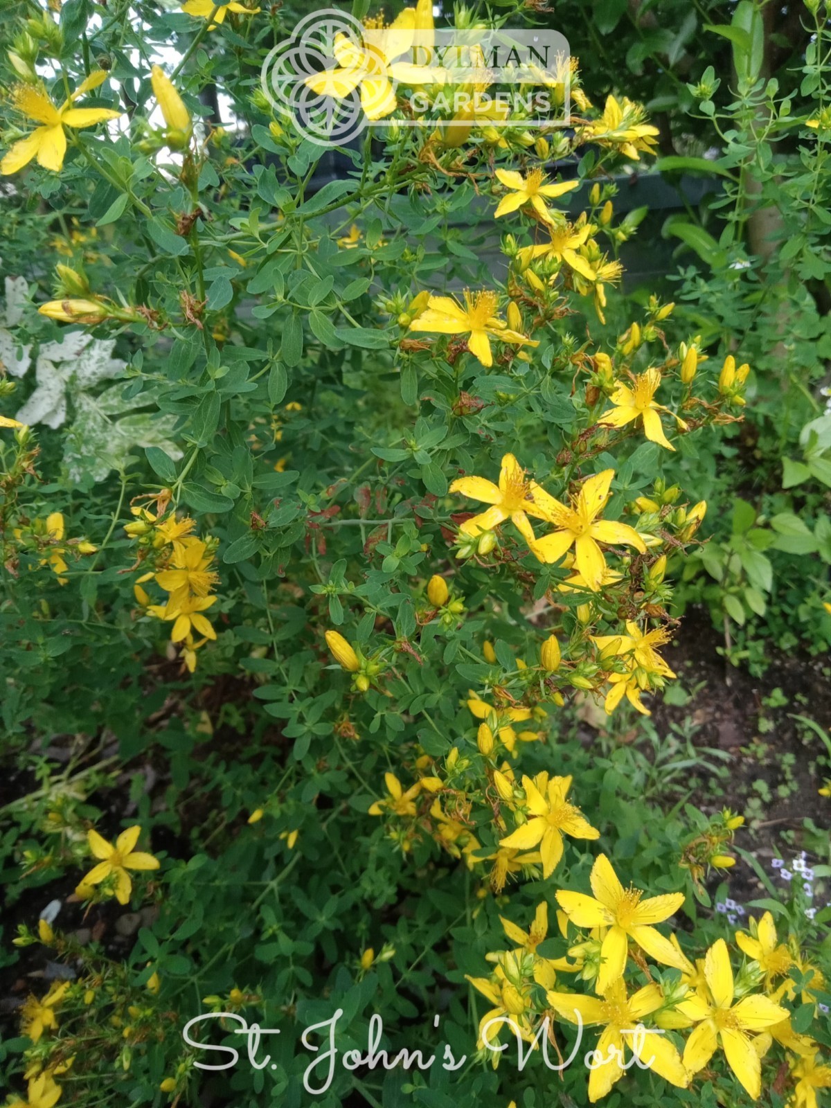 St. John\'s Wort (Hypericum perforatum) - Flowering Herb - Multiple Sizes