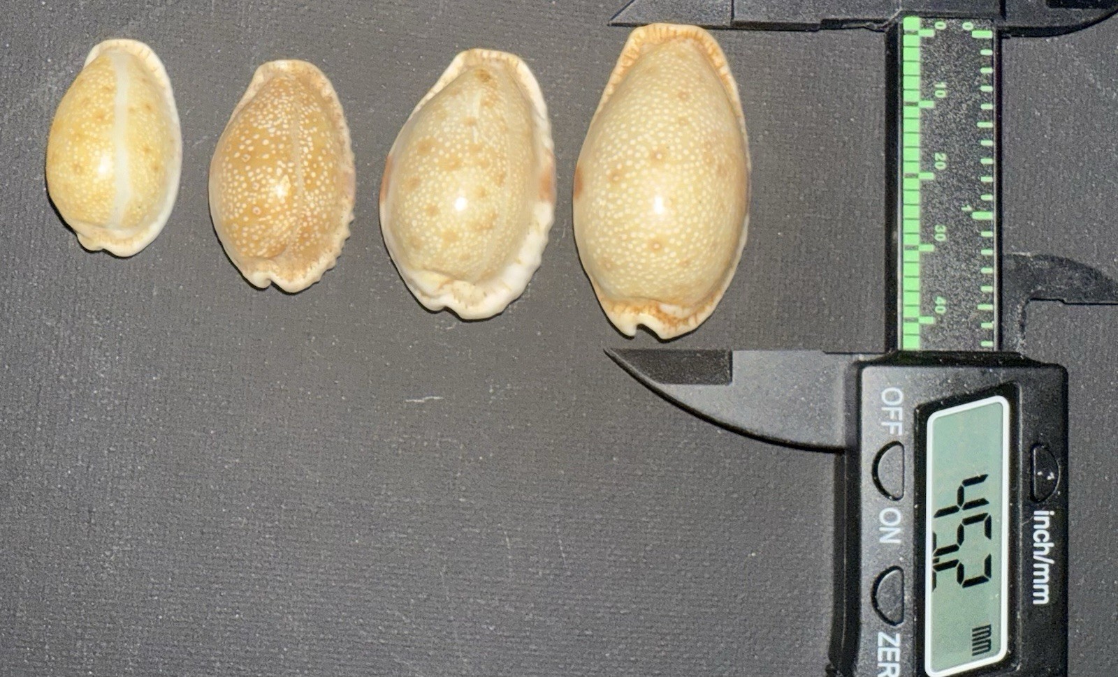 4 Cypraea Albuginosa with full collection data. Gift Collectors Rear Decor