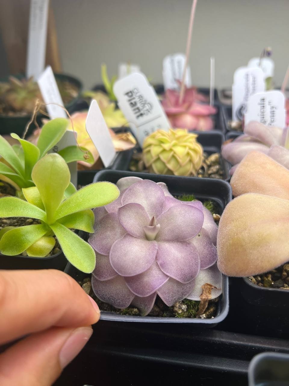 Pinguicula Agnata x Cyclosecta Pinguicula Agnata x Cyclosecta
