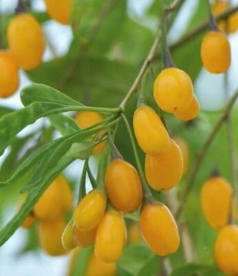 Rare Golden Goji Berry starter 4-6 inches tall Rare Golden Goji Berry starter 4-6 inches tall