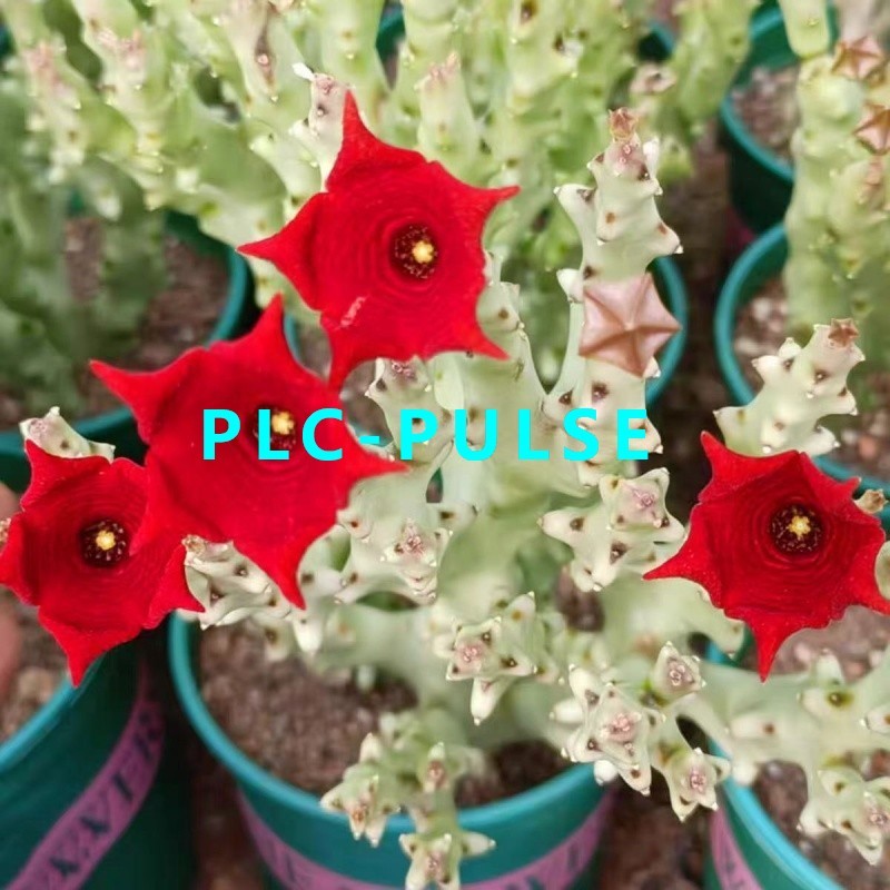 Caralluma socotrana Asclepiadaceae RareSucculent plants Garden Plants 10-14CM