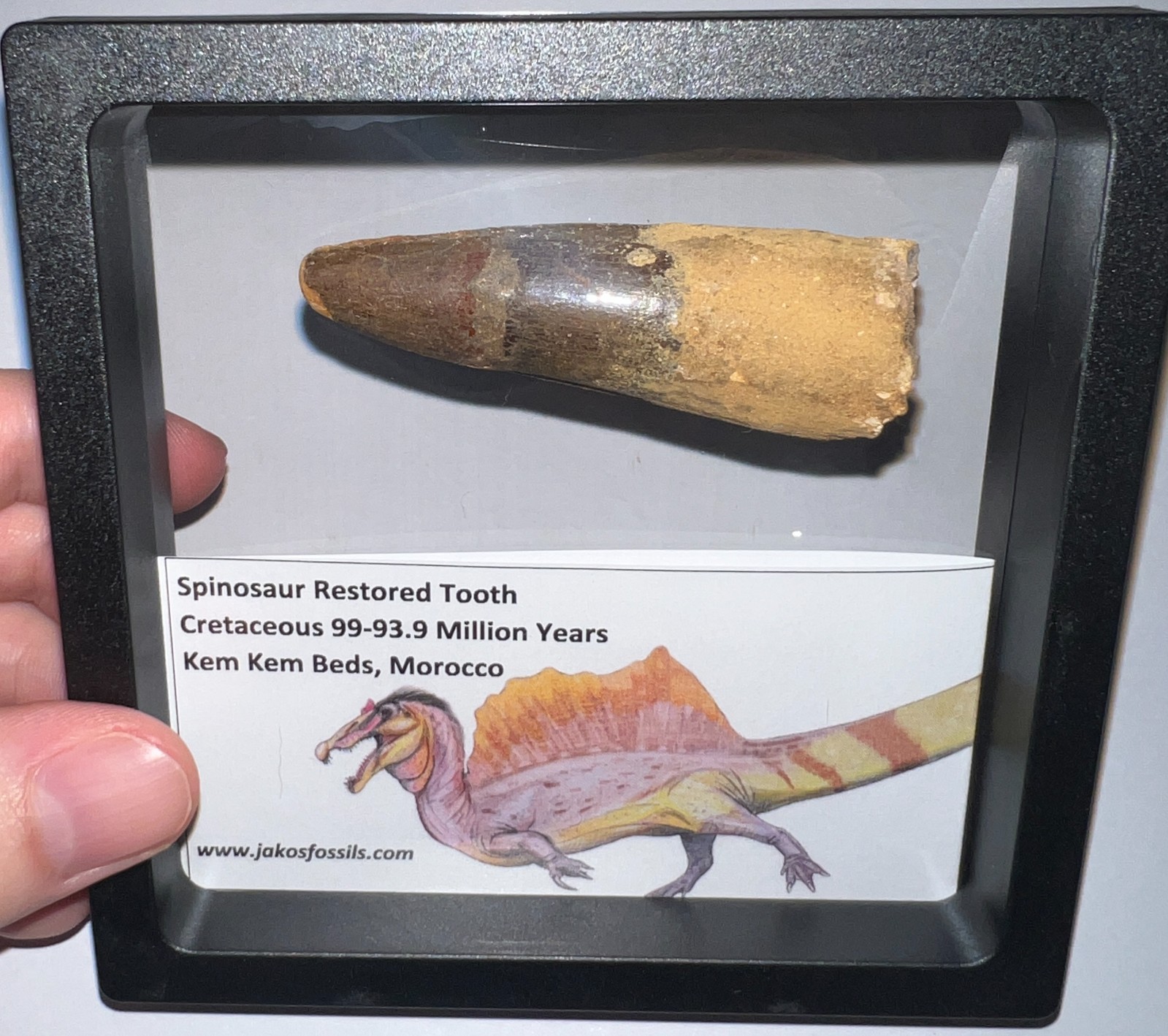 SPINOSAURUS SPINOSAUR Fossil Dinosaur Restored Tooth Lot 2.6 IN One Per Order