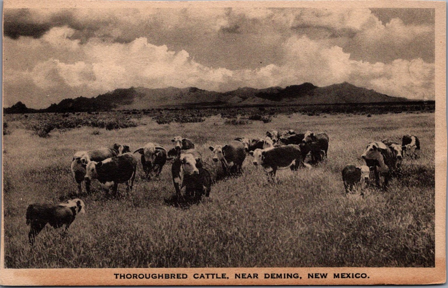 1925 RPPC Thoroughbred Cattle Ranch Deming New Mexico Postcard Albertype