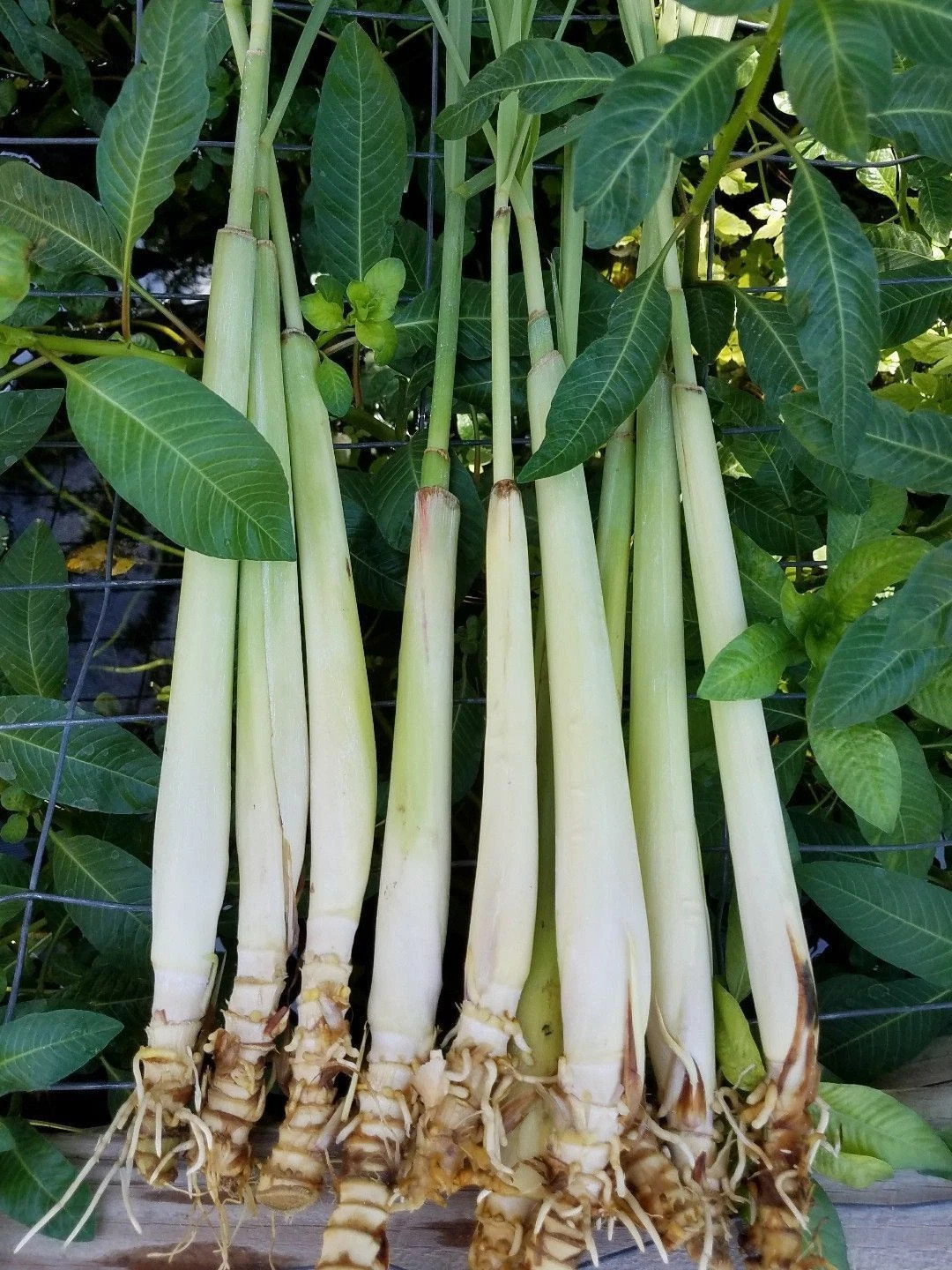 3 Live ORGANIC Lemongrass Stalks Plugs Cymbopogon Sereh Plant Lemon Grass Herb