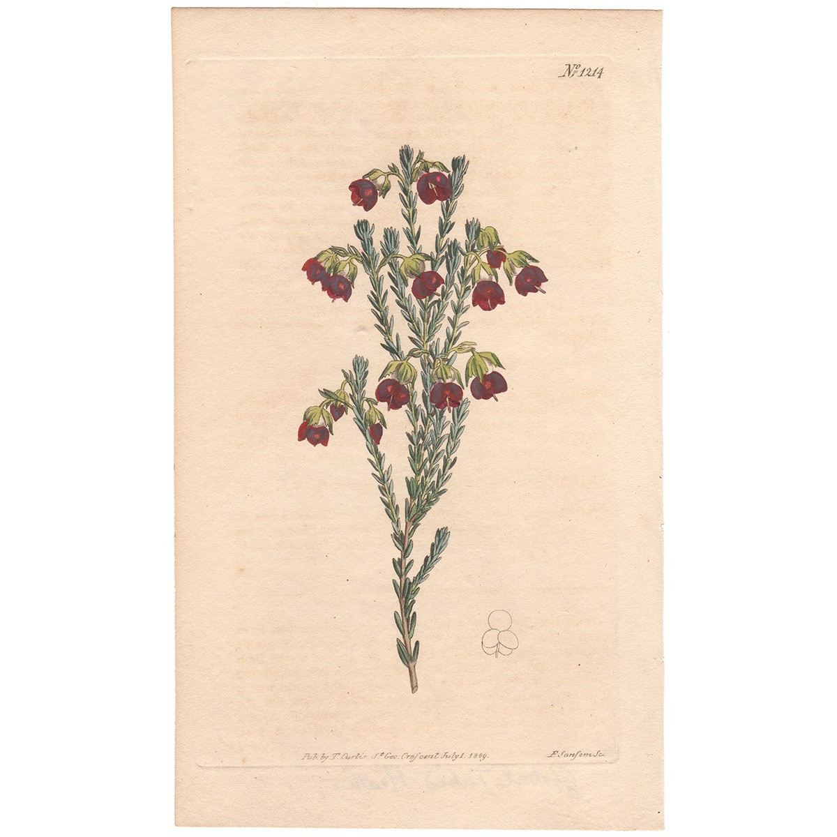 Curtis Botanical Magazine 1809 antique hand-colored engraving 1214 Heath