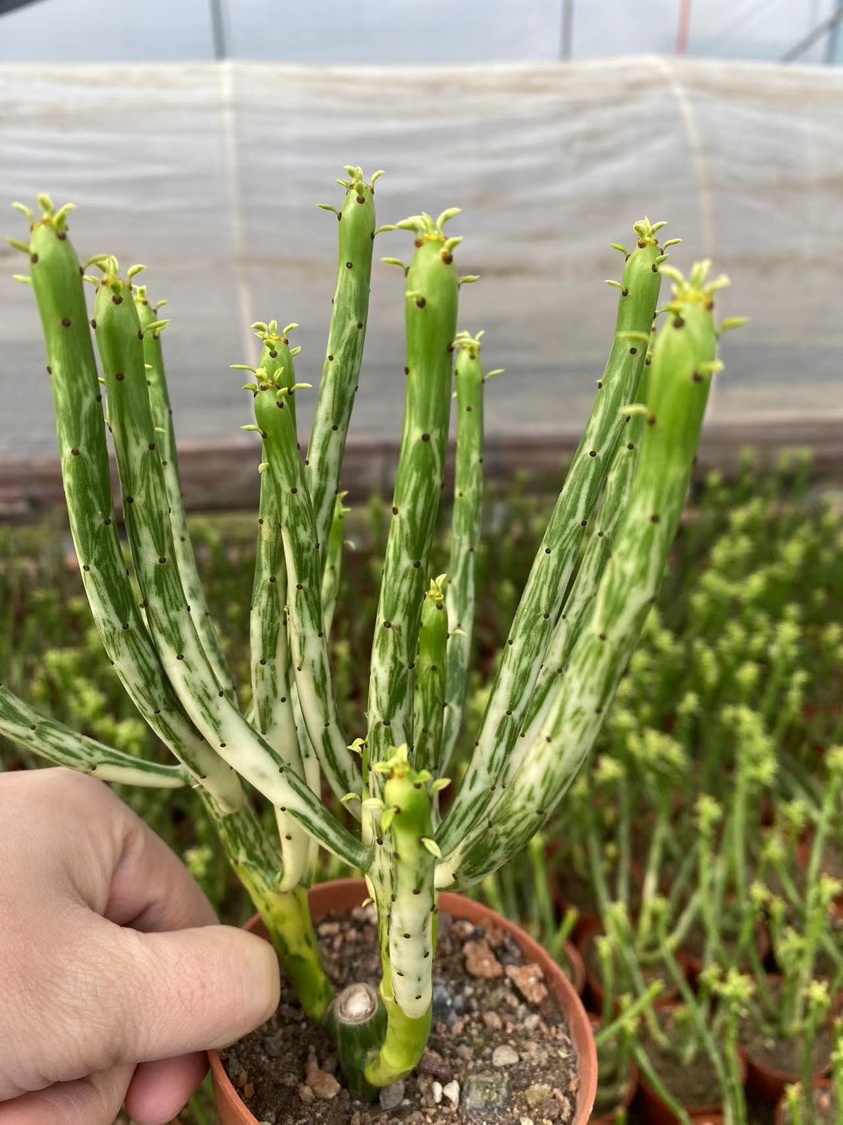 Euphorbia alluaudii subsp. oncoclada Variegated  Succulent  Plant Garden Décor