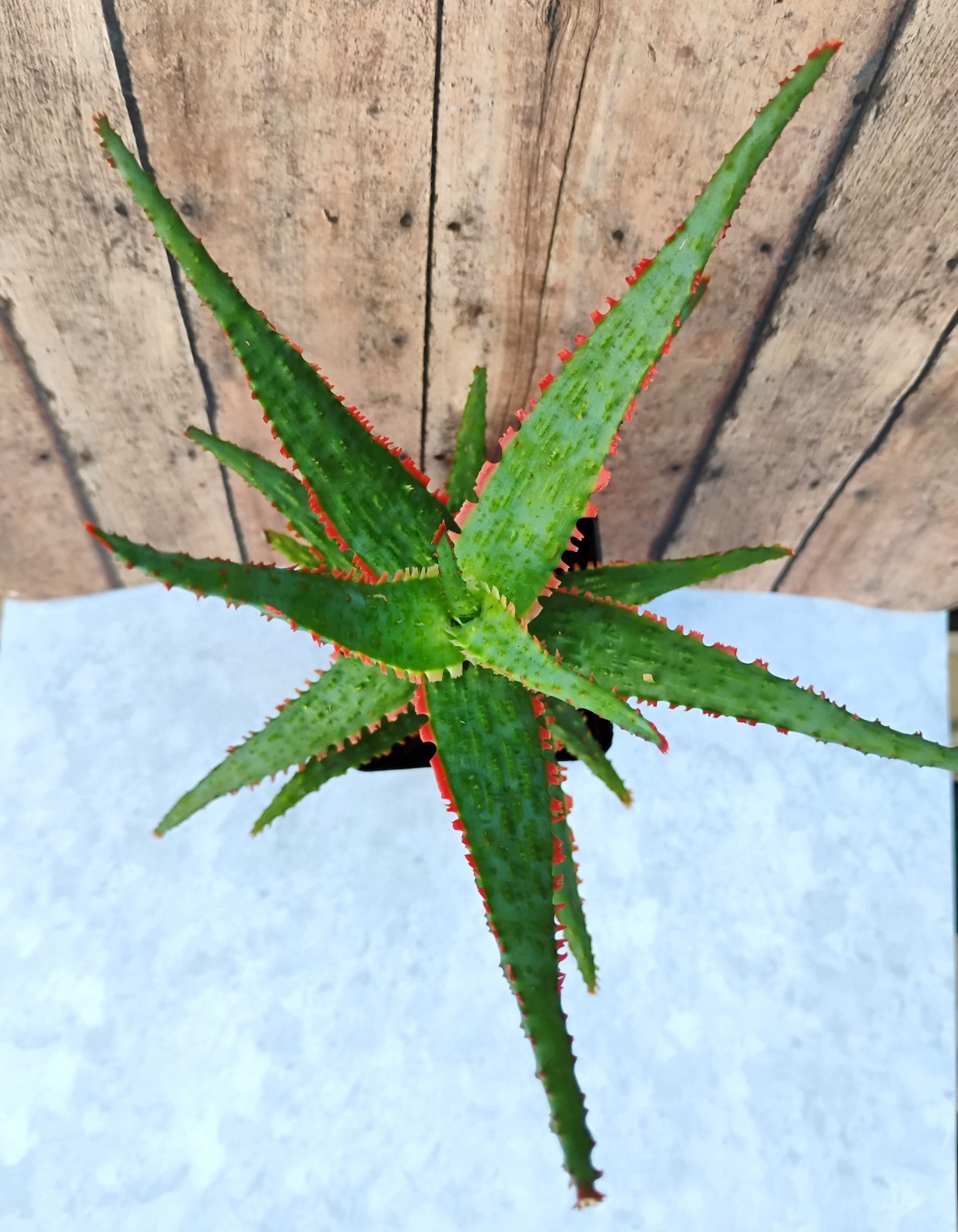 Aloe cv \ Aloe cv \