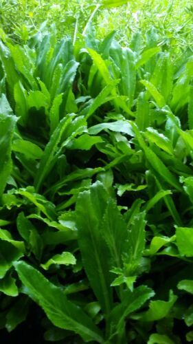 6 Live Plants, CULANTRO, Eryngium Foetidum  parley, Ngo Gai, in moist soil , USA