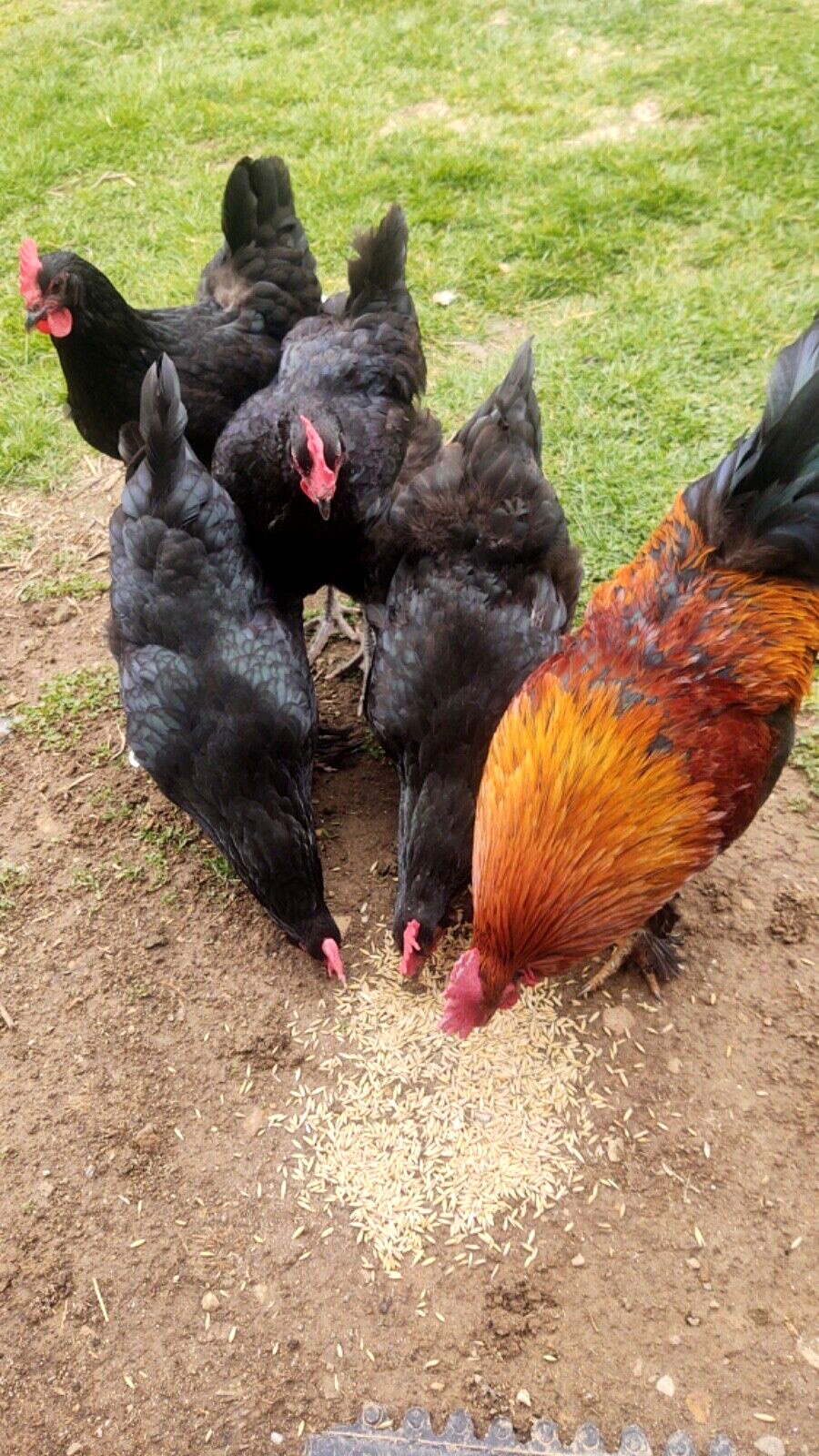 12+ Hatching Eggs . From Beautiful hens .   