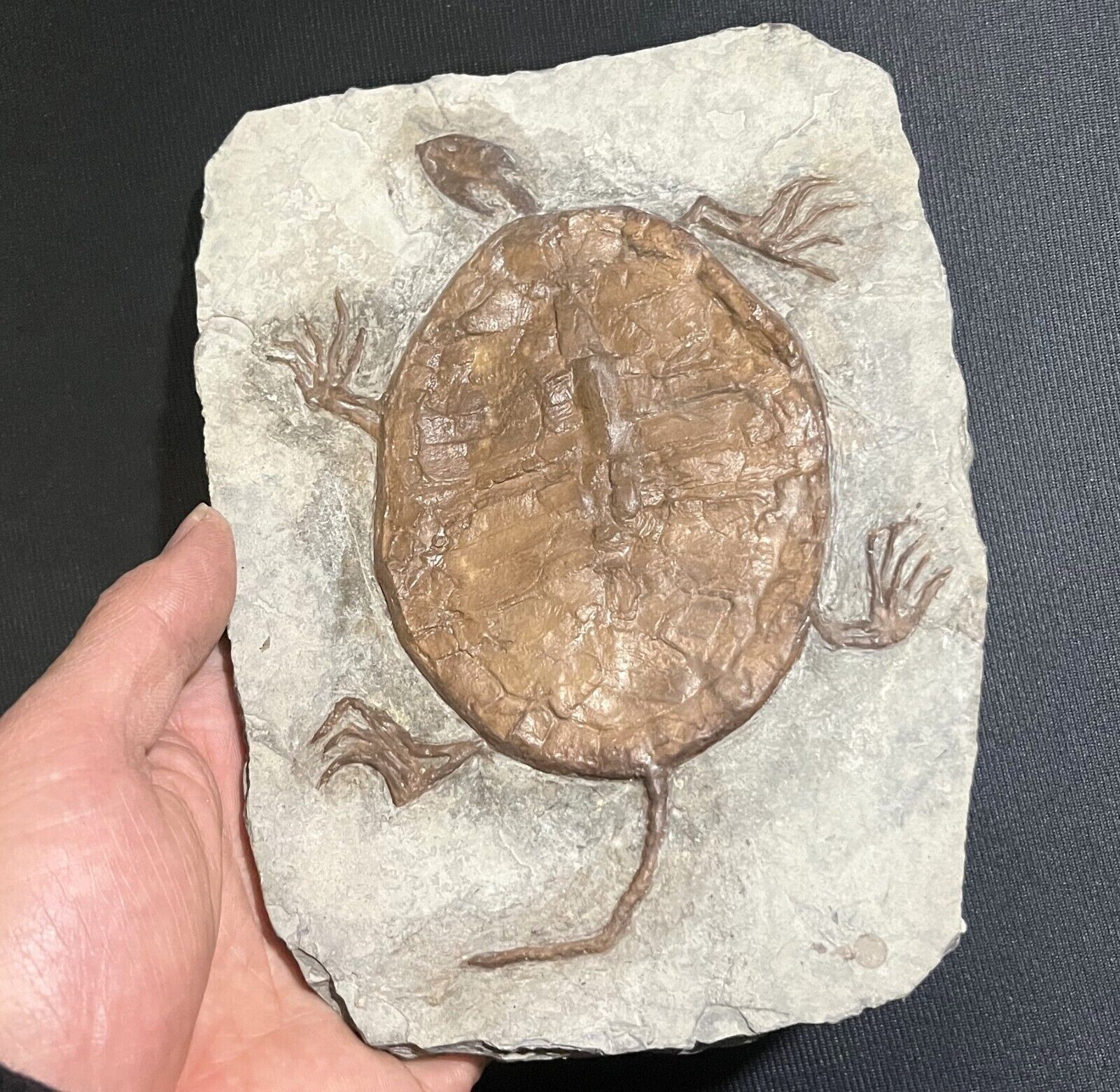Real Turtle Fossil Rare Chinese Best Triassic Keichousaurus Collection 90002