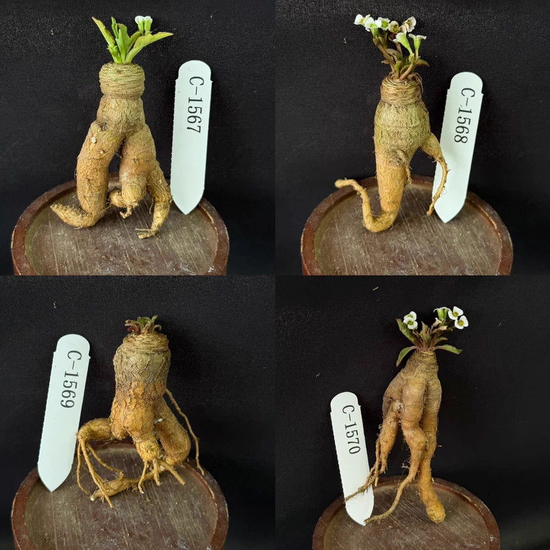 1Piece 3.5-4cm Multiple Heads Euphorbia Fishbone Caudex Cactis Rare Planting