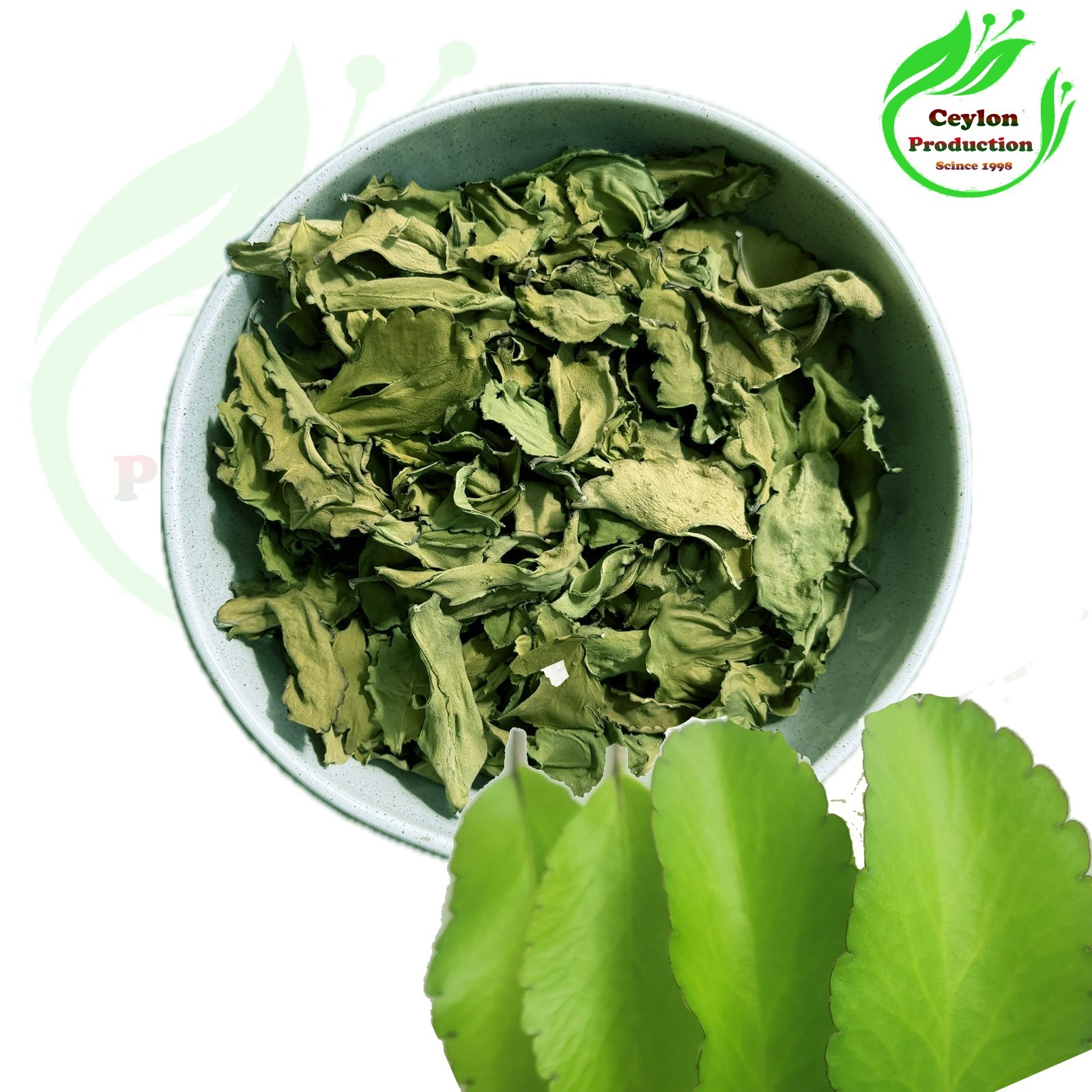 Kalanchoe pinnata whole Leaves  Dried Organic Miracle Leaf Air Plant