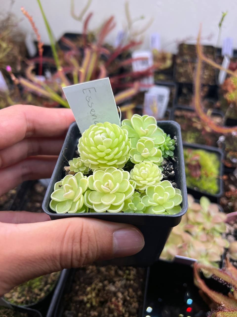 Pinguicula Esseriana
