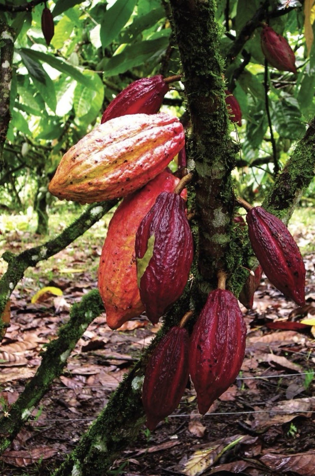 4 PACK PREMIUM FRESH WHOLE COCOA POD EXOTIC FRUIT HAND PICKED 