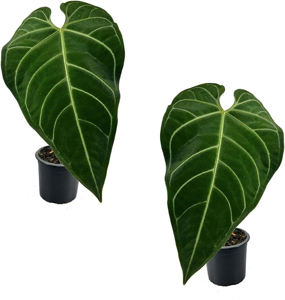 Anthurium Regale (Pack of 2) - Live Tropical Houseplant for Air Purification Anthurium Regale (Pack of 2) - Live Tropical Houseplant for Air Purification