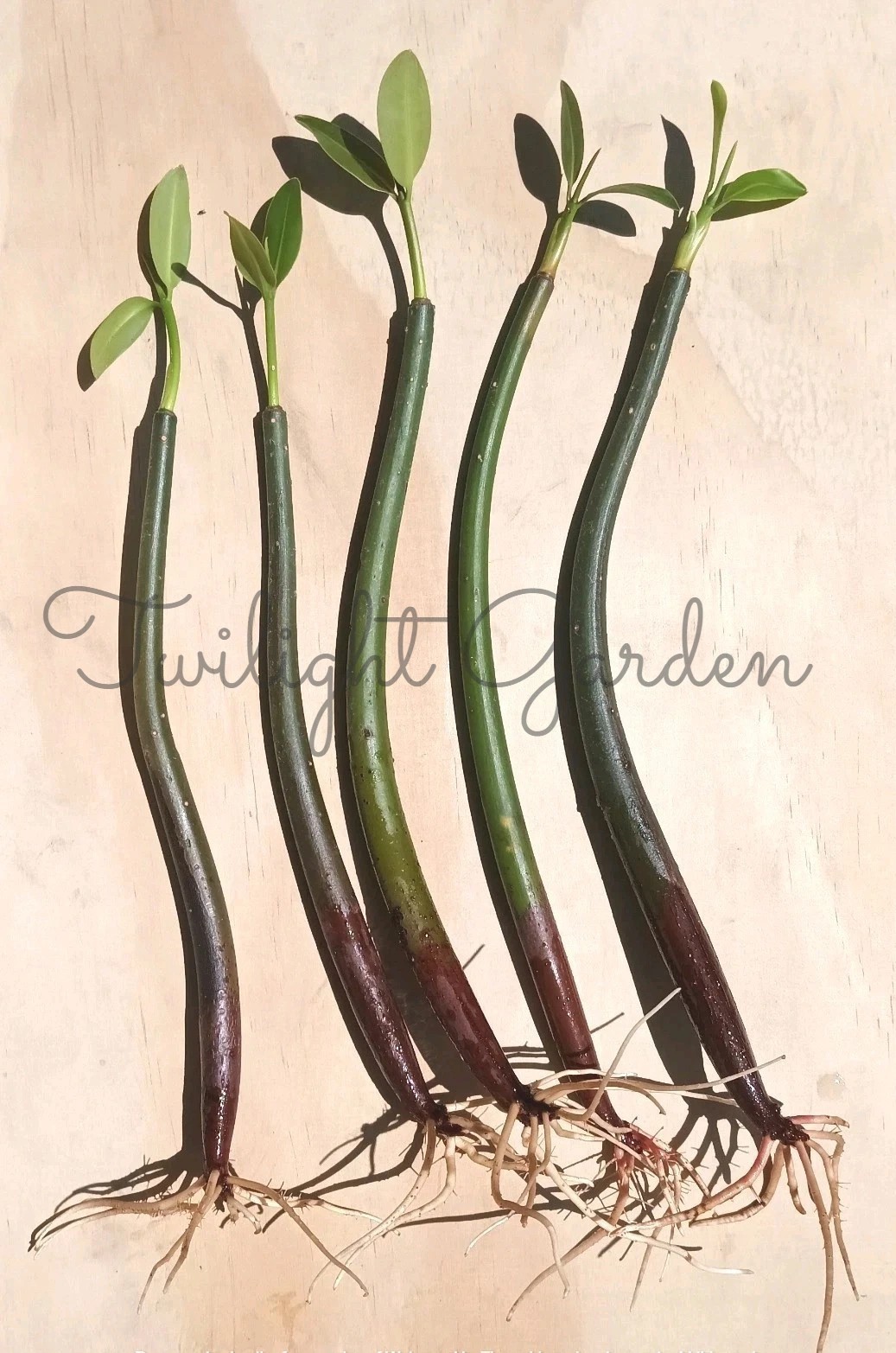 5 Mangroves Live Plant- Red Mangrove Seeds - Aquarium Saltwater Freshwater Tank