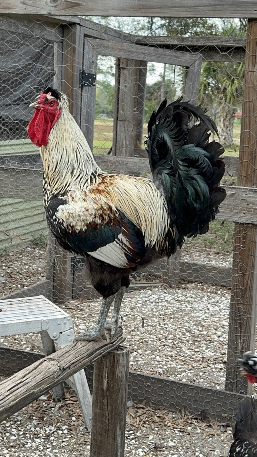7+ Rare Sanjak Longcrower Chicken Hatching Eggs Large Breed Unique Crow 🎶