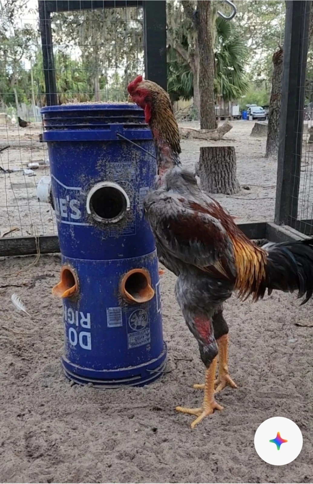 6+Indio Gigante Hatching Eggs Giant Tallest Bigger longest breed Huge BluenGreen
