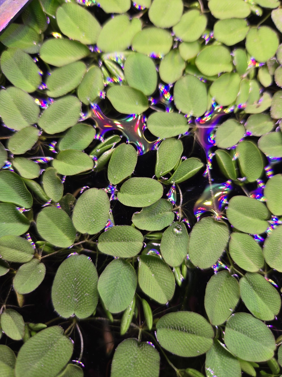 100+ Leaves Salvinia Natans-Buy 2 Get 1 Free- Aquatic Floating Plant 100+ Leaves Salvinia Natans-Buy 2 Get 1 Free- Aquatic Floating Plant