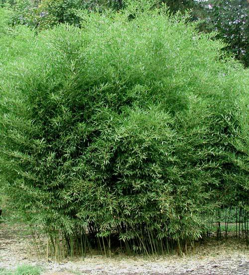 David Bisset Bamboo Plant /Phyllostachys-VERY COLD HARDY DOWN TO -15 DEGREES b