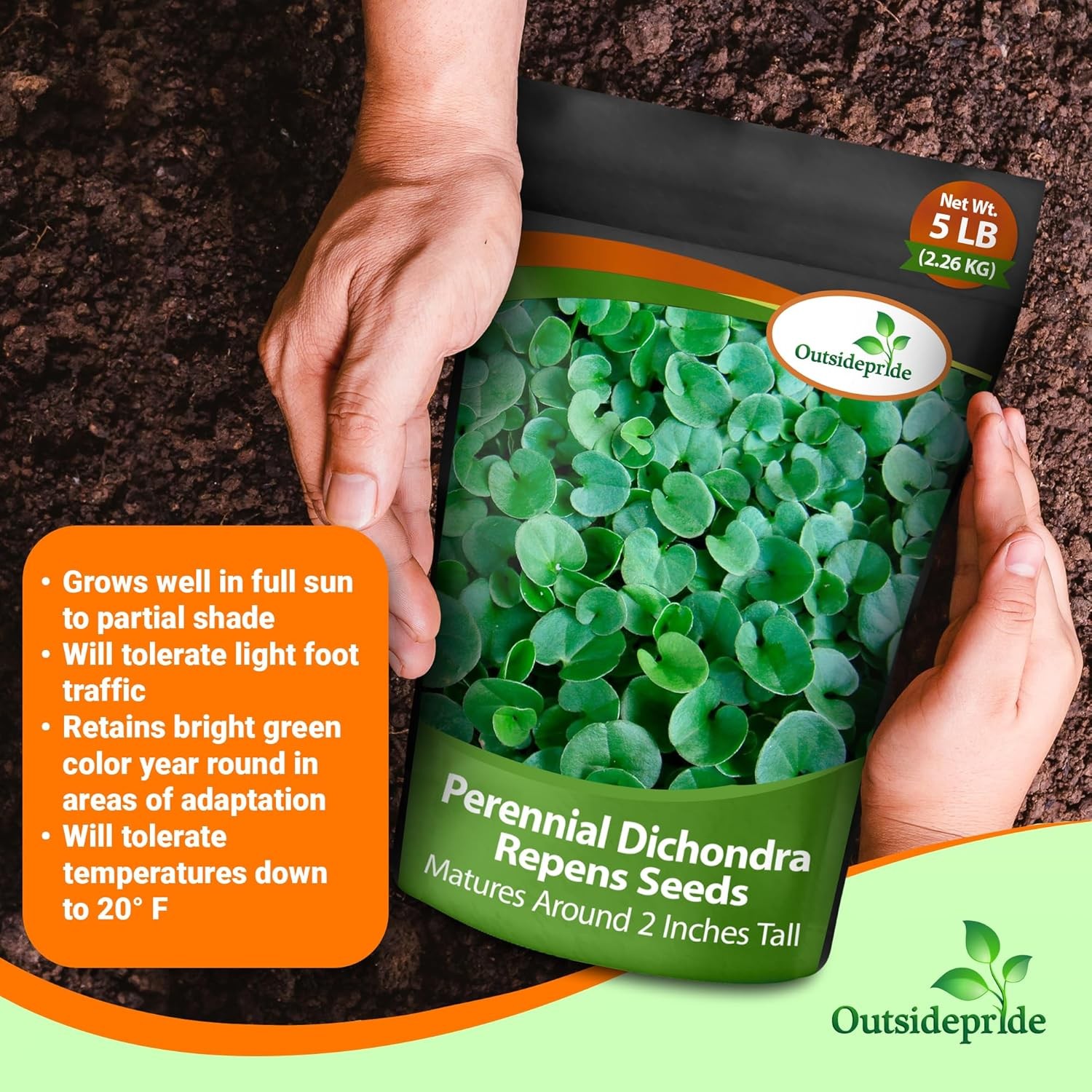 2 LBS Dichondra Seed For Planting - Dichondra Repens Ground Cover Seeds