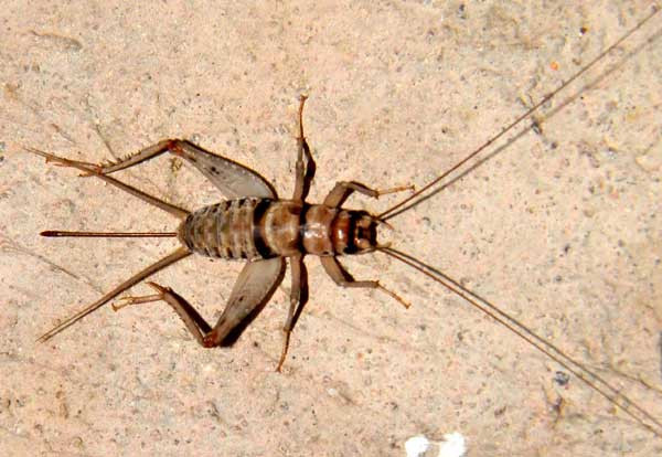 Live Crickets - All Sizes 500 - 10,000 $19.99/500 $28.99/1000 - Reptile Food Live Crickets - All Sizes 500 - 10,000 $19.99/500 $28.99/1000 - Reptile Food