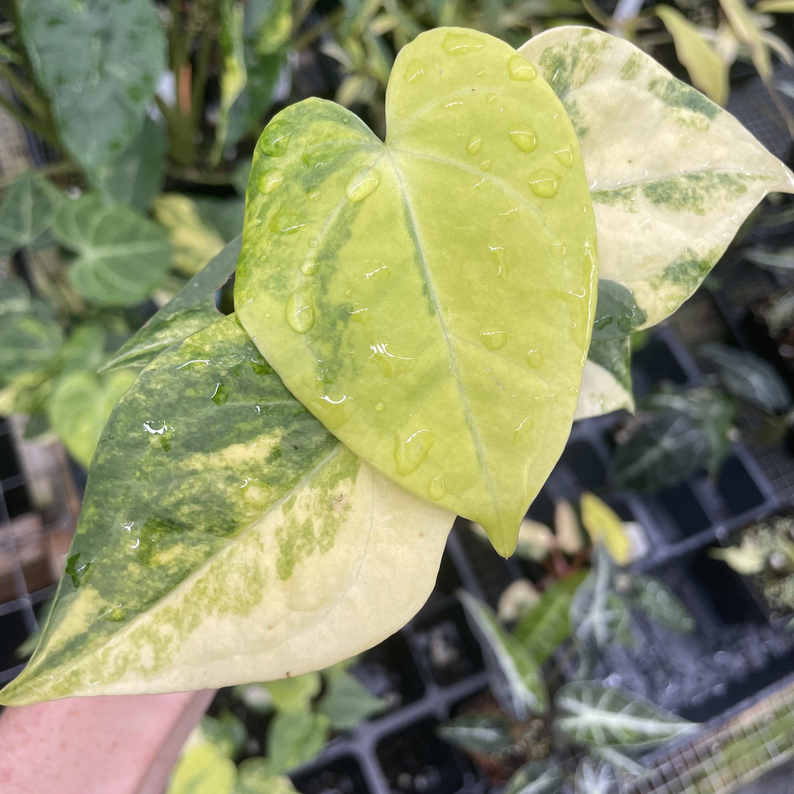Anthurium Clarinervium Variegated 2.5\