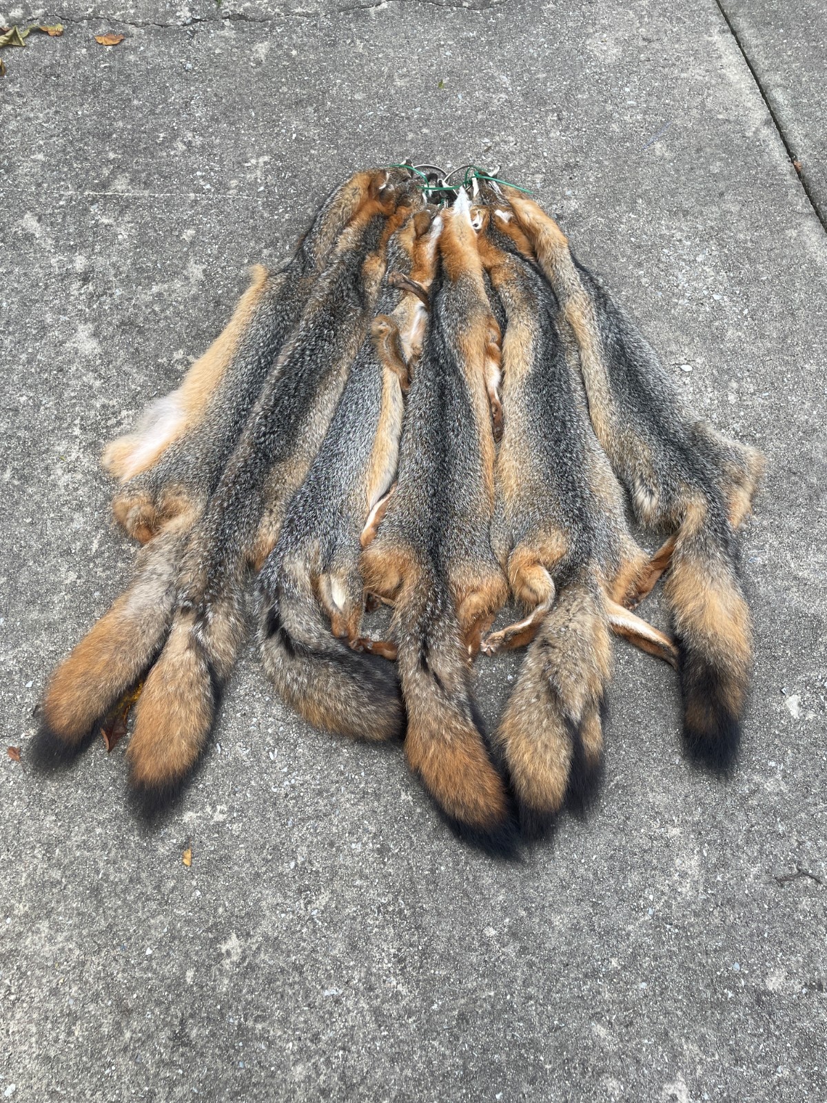 One-Beautiful XLG. GREY FOX Soft Tanned Fur/Skin/Hide/ALL feet & parts Taxidermy