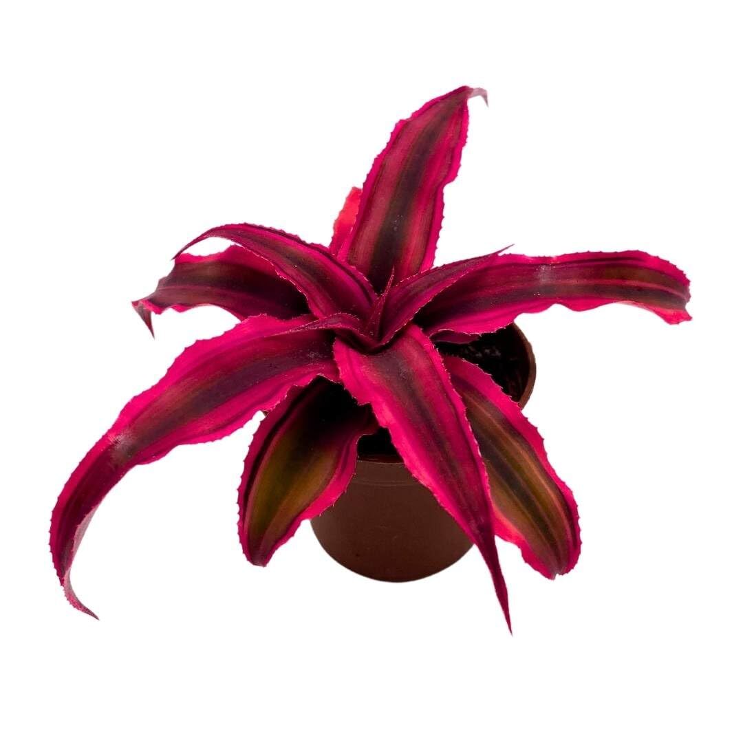 Cryptanthus Bivittatus, 2 inch, Red Star Bromeliad, Tiny Mini Pixie Plant, Brigh Cryptanthus Bivittatus, 2 inch, Red Star Bromeliad, Tiny Mini Pixie Plant, Brigh