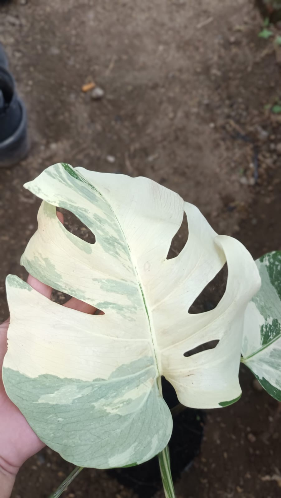 Real Picture Monstera White Swans Variegated Rare Tropical Plant