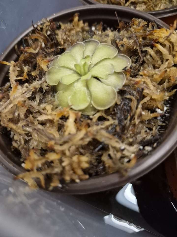 Carnivorous Butterwort plants - Pinguicula Cyclosecta