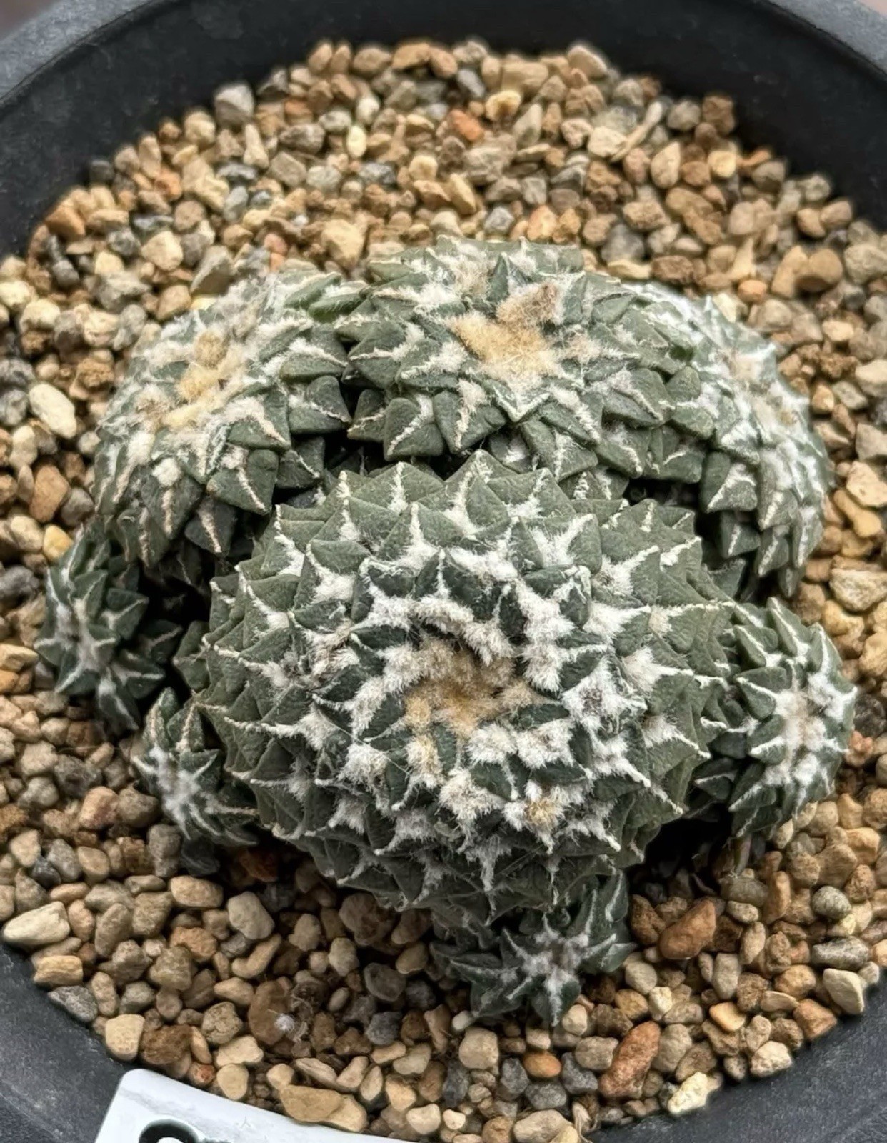 1pc Multi Heads Rare Cacti Ariocarpus kotschoubeyanus Self Rooted Sale 1pc Multi Heads Rare Cacti Ariocarpus kotschoubeyanus Self Rooted Sale