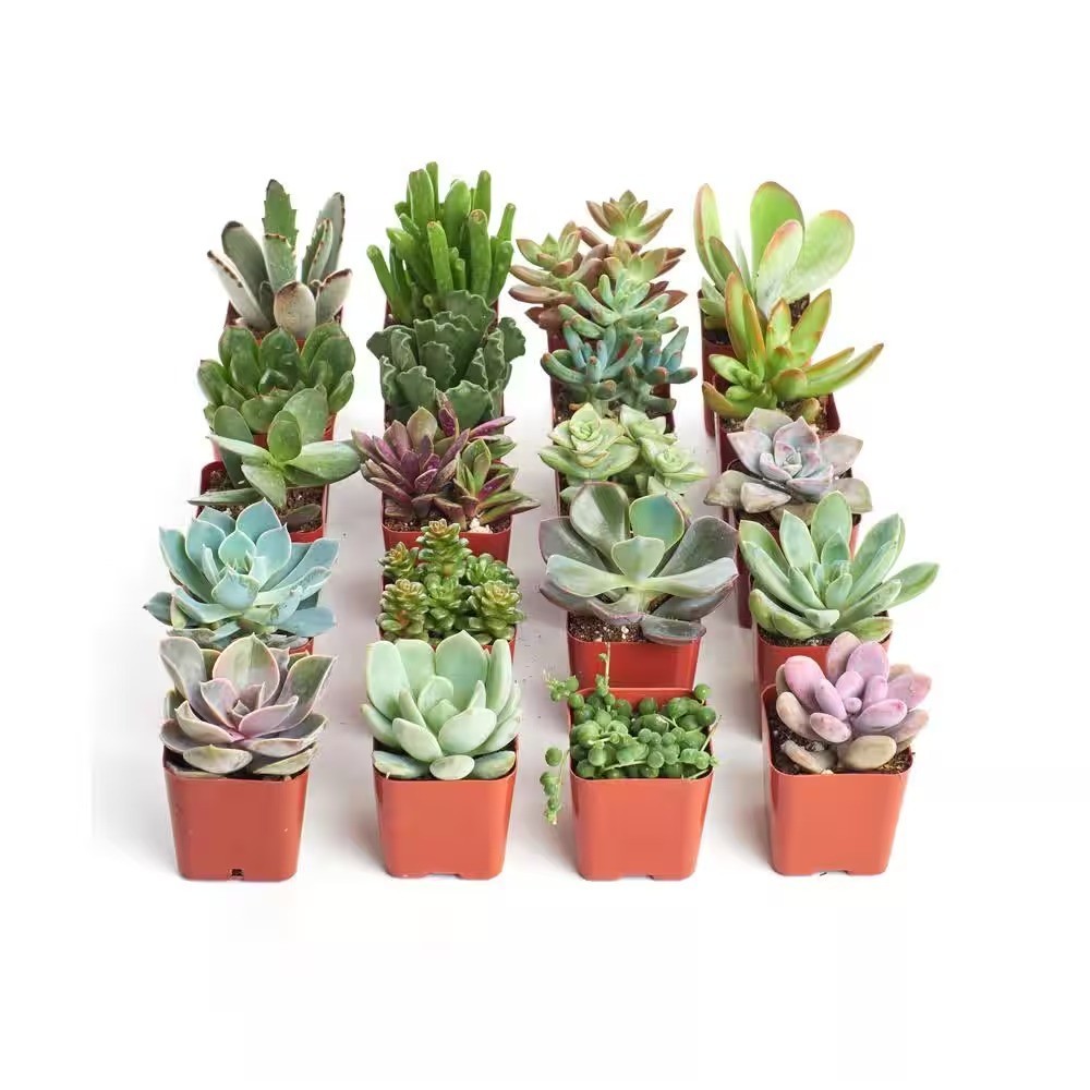 2 in. Unique Succulent (Collection of 20) for weddings, baby showers and events 2 in. Unique Succulent (Collection of 20) for weddings, baby showers and events