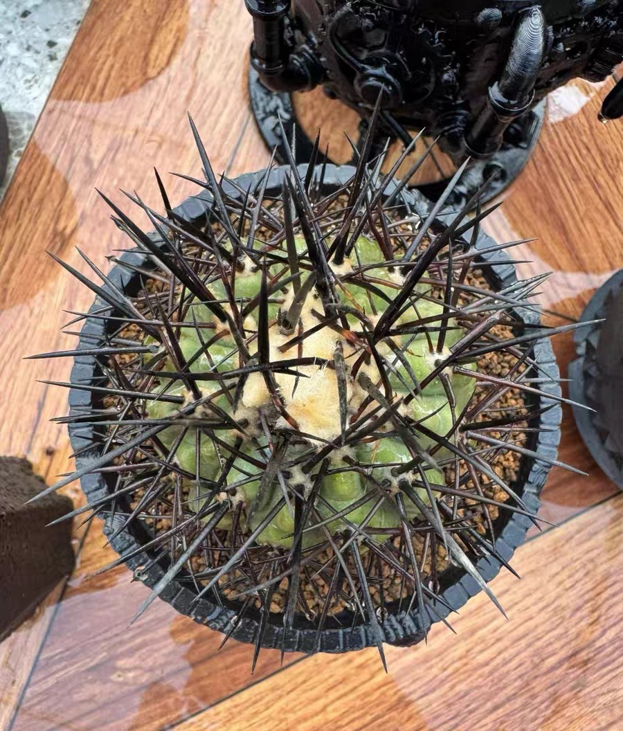 6cm RareSucculent Plant Copiapoa cinerea WYSIWYG Boutique Garden roots a little/