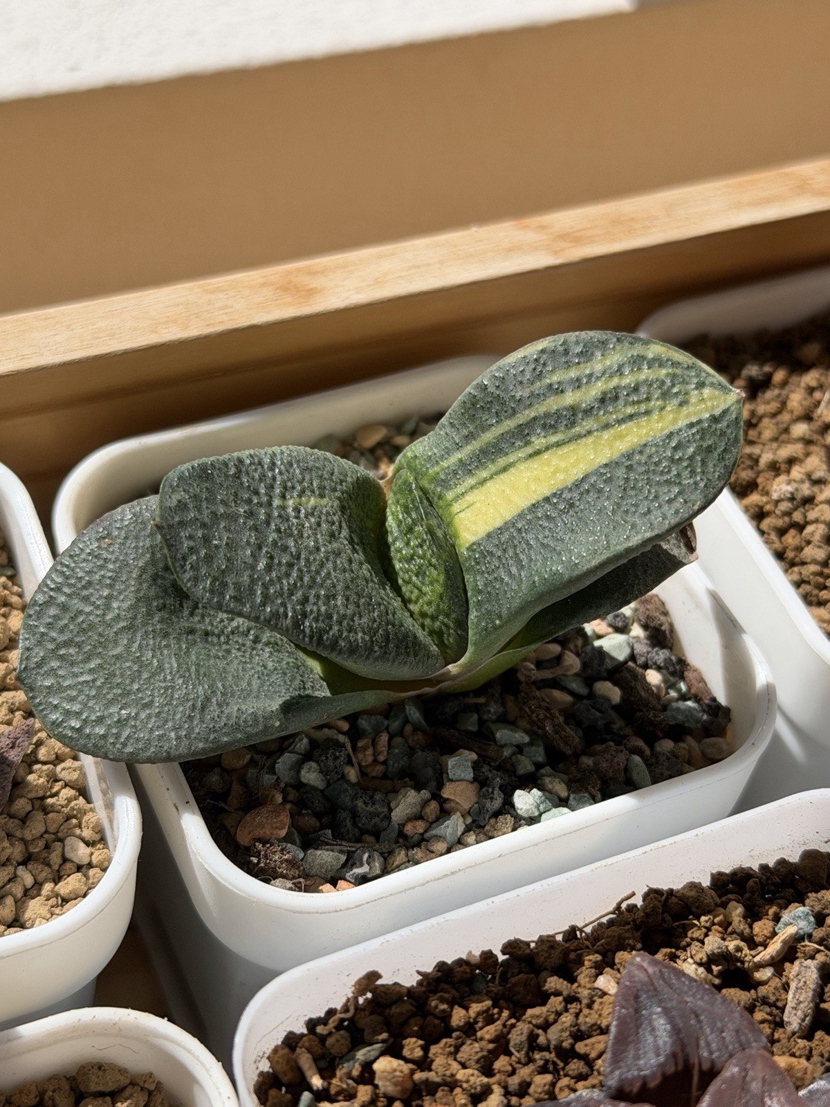Gasteria Armstrongii Hybrid Variegated, Live Plant, Same As Pic (2.5 inches)