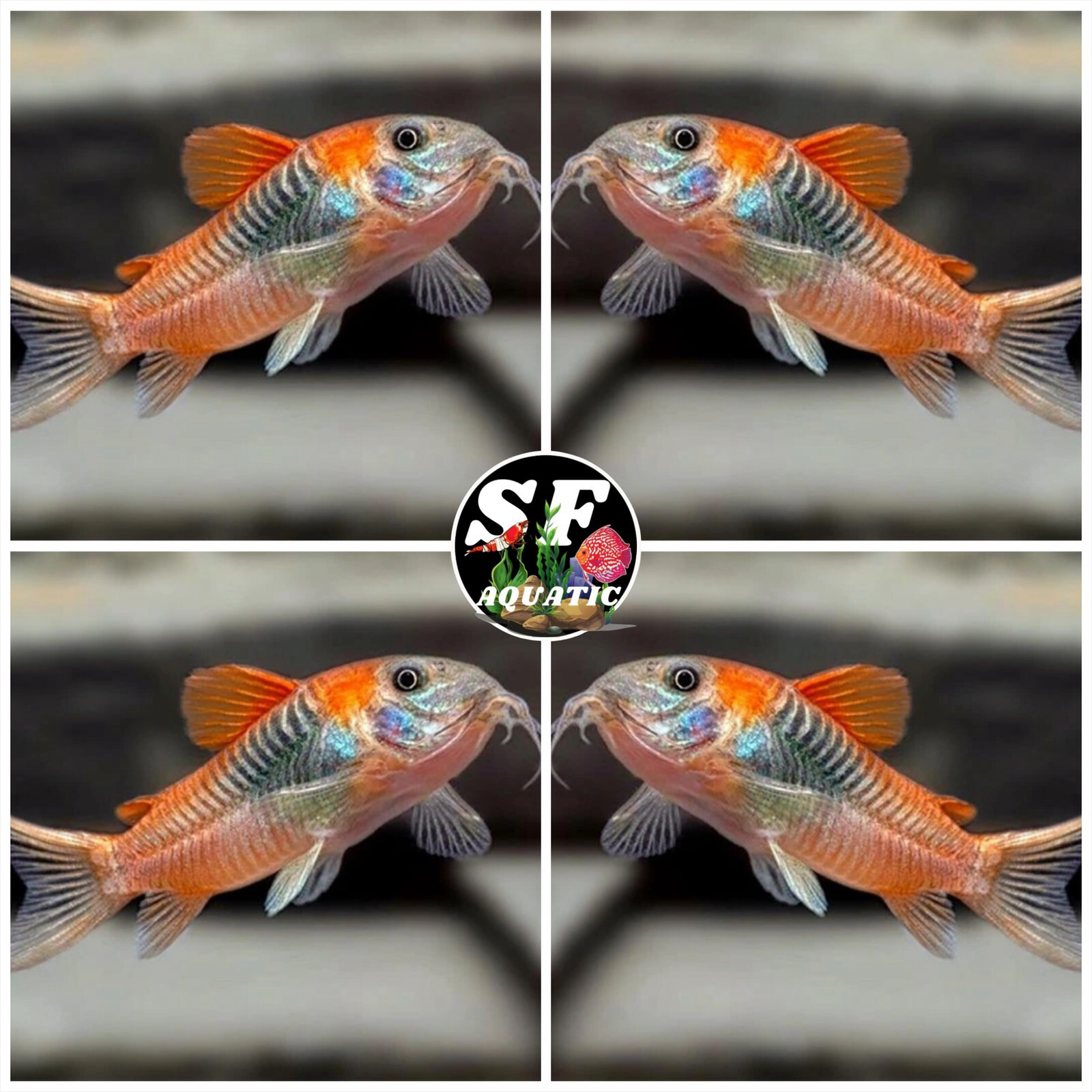 Pack 5 Corydoras SP.AFF.ANEUS 'VENEZUELA' (0.75-1