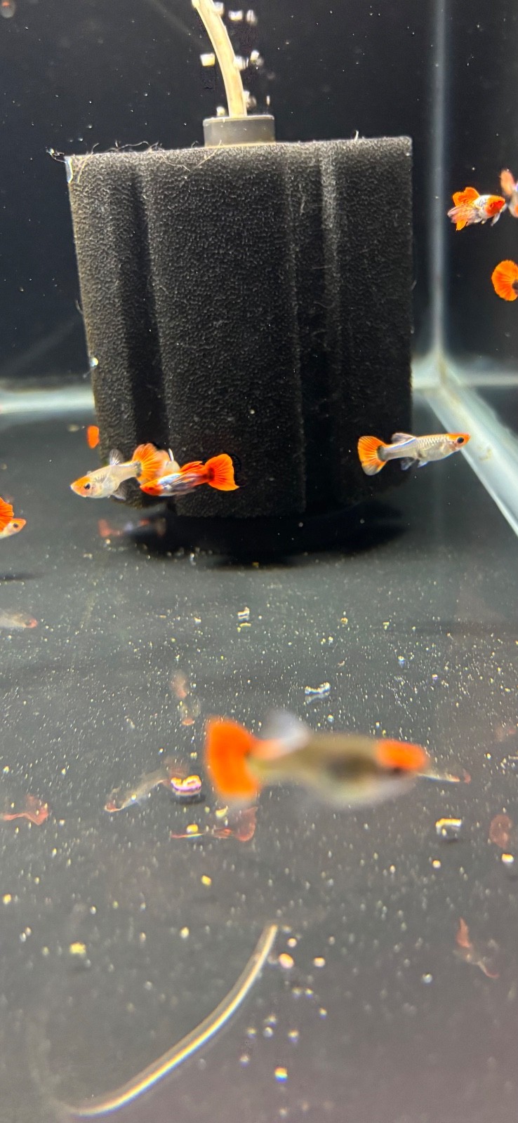 High quality USA SELLER Trio of platinum dumbo koi blue ears guppies High quality USA SELLER Trio of platinum dumbo koi blue ears guppies