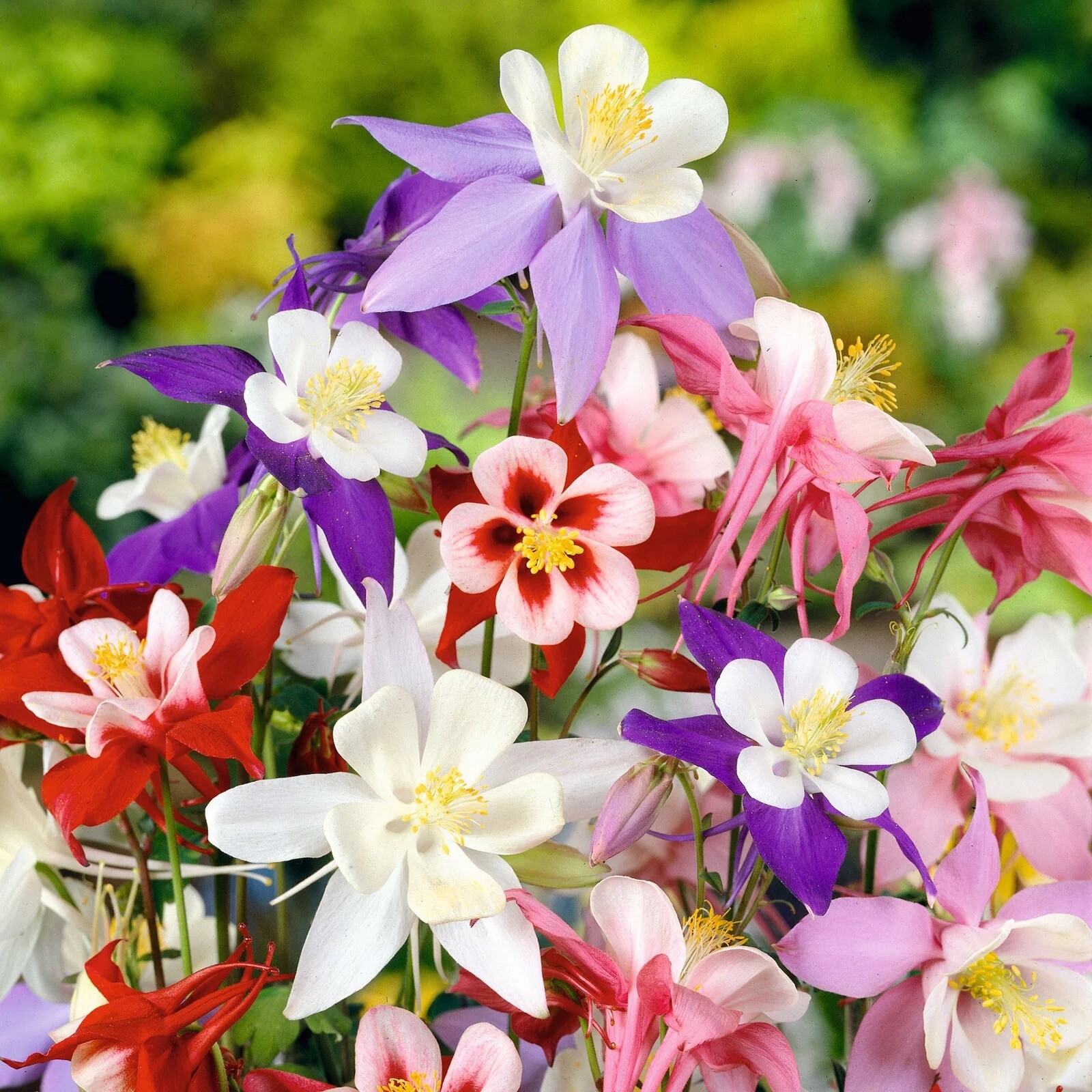 300+ COLUMBINE MCKANA GIANTS SEEDS |perennial FLOWER mixed COLORS 